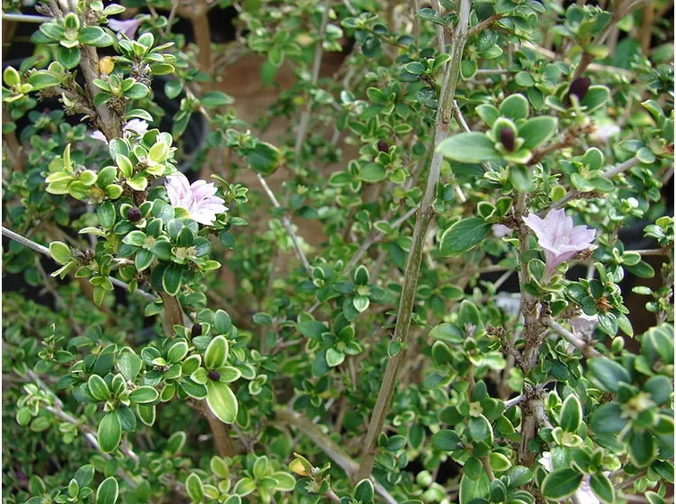 Fiori bonsai Serissa variegata