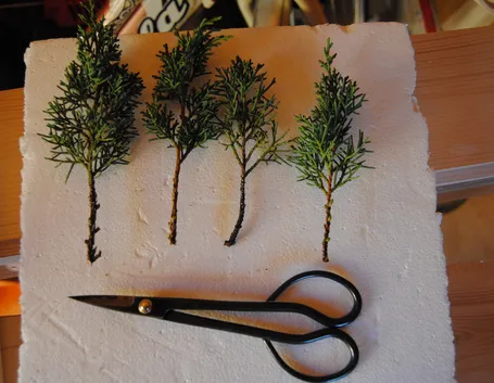 Esempi di talee per bonsai