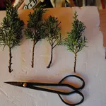 Esempi di talee per bonsai