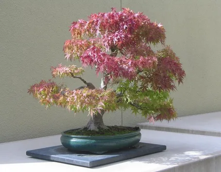 Il Bonsai acero