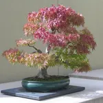 Il Bonsai acero