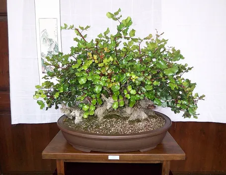 Pianta di Bonsai
