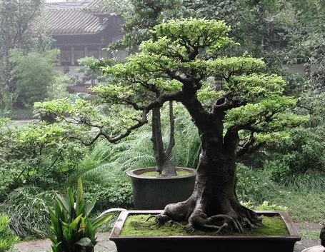 Esemplare di Ficus bonsai