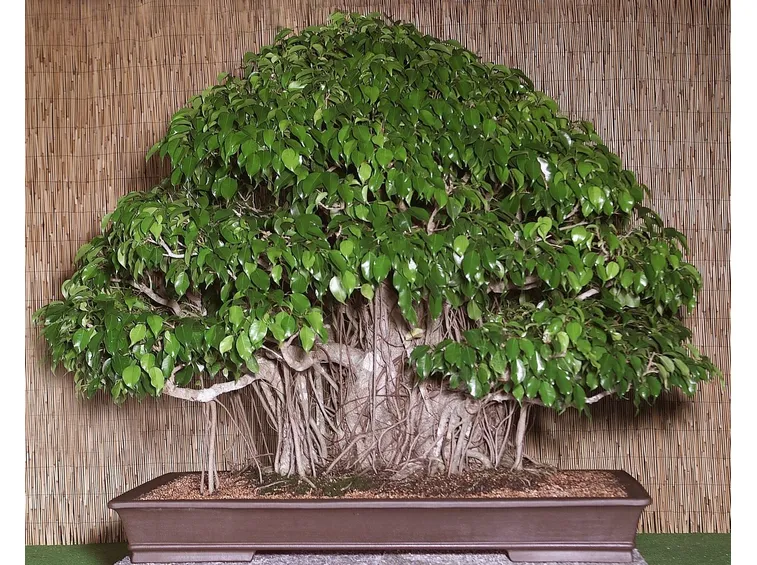 Bonsai Ficus Benjamina