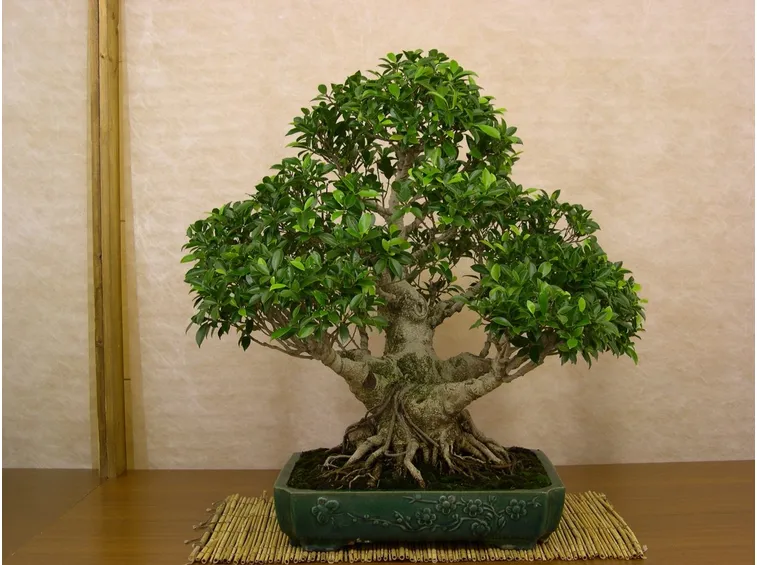 Bonsai di Ficus retusa