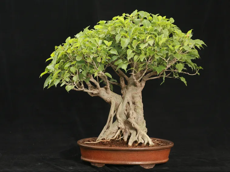 Pianta bonsai di Ficus