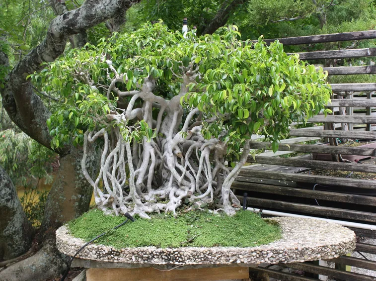 ficus benjamin bonsai