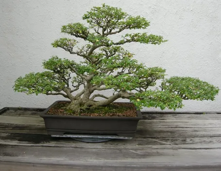 Bonsai Ligustrum