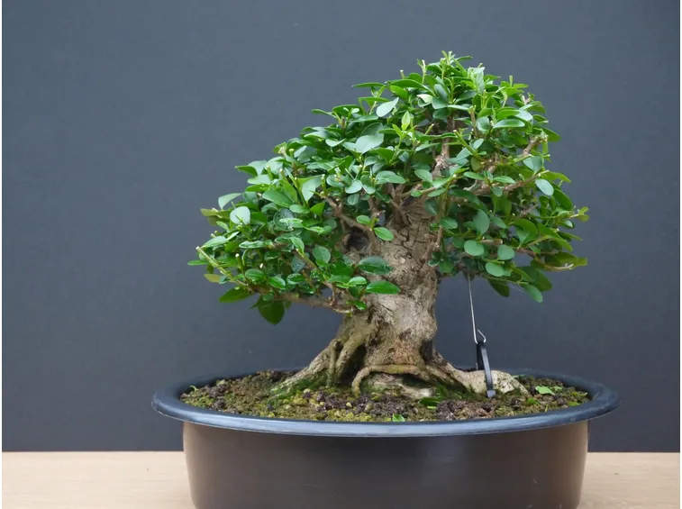 Bonsai Ligustrum con filo e tirante