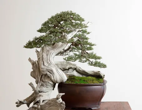 Esempio di bonsai