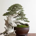 Esempio di bonsai