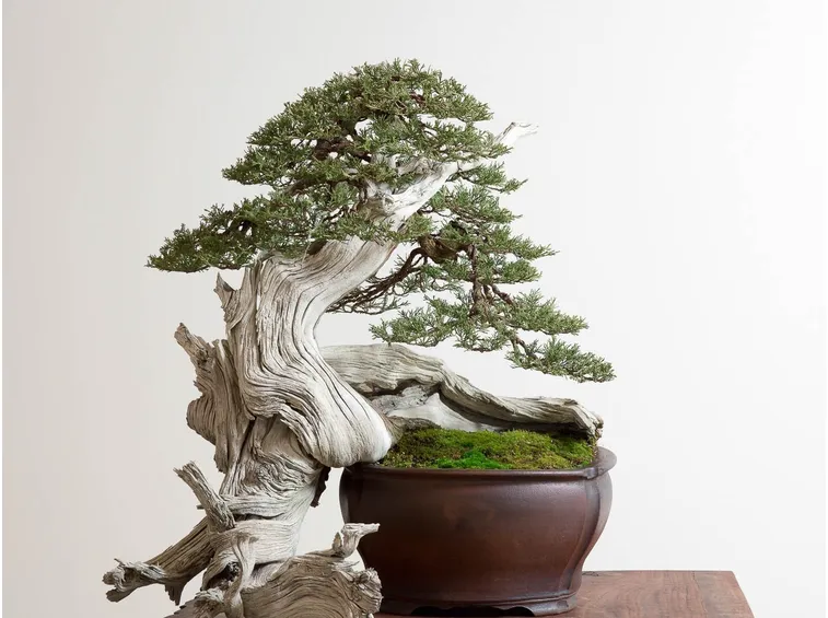 Esempio di bonsai