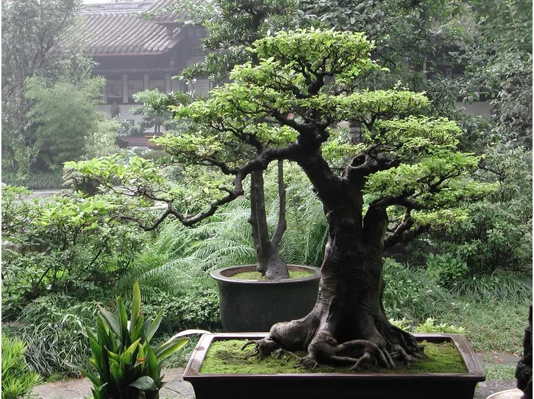 Esempio di arte del bonsai