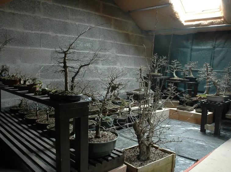 Bonsai al riparo in inverno