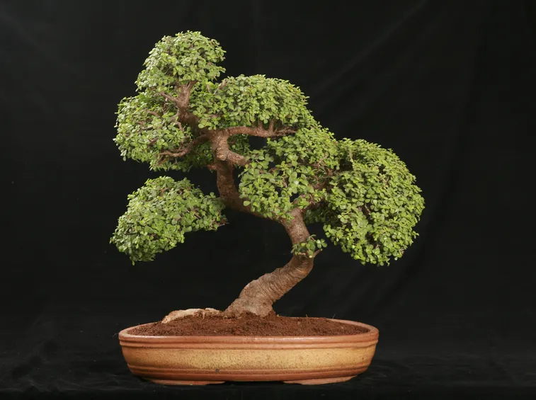 esempio bonsai
