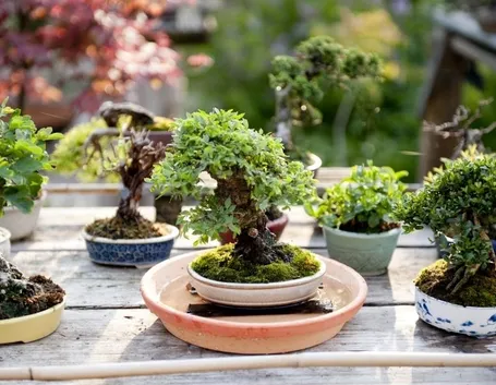 Innaffiare bonsai immersione