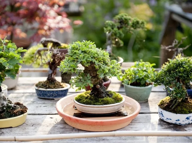 Innaffiare bonsai immersione