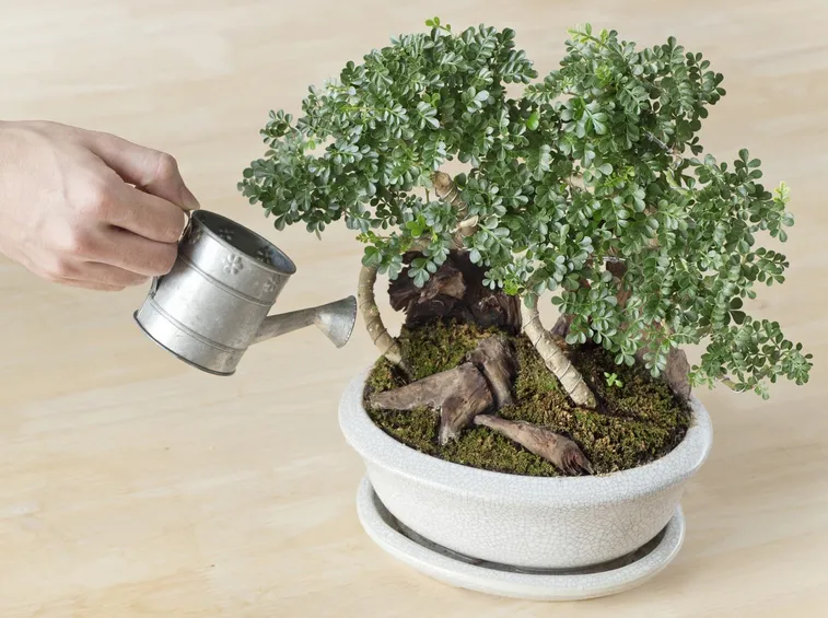 Bonsai bagnato