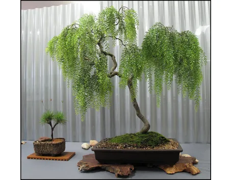 Bonsai salice piangente