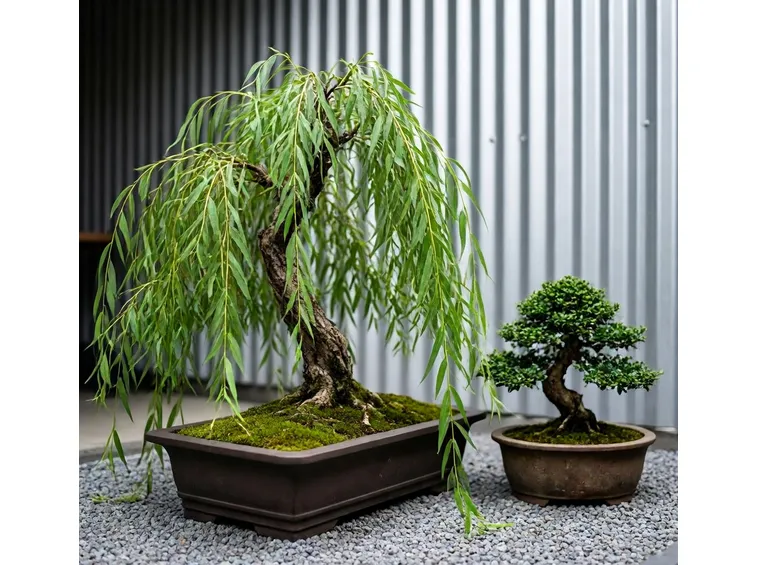 Bonsai salice piangente