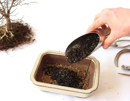 Preparazione di terreno per bonsai