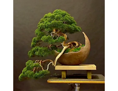 Vaso per bonsai originale