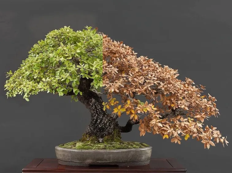 bonsai in vaso