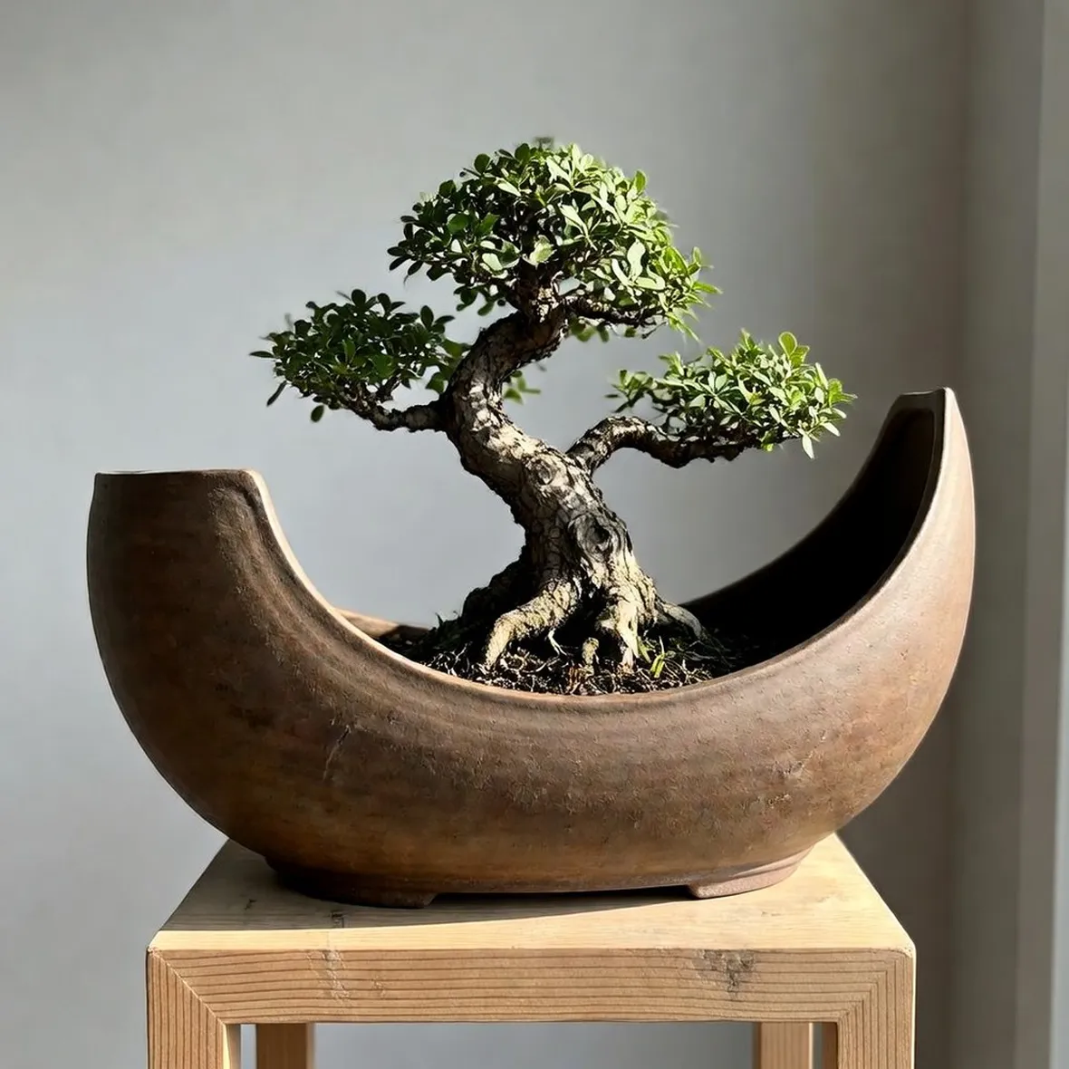Vaso per bonsai originale