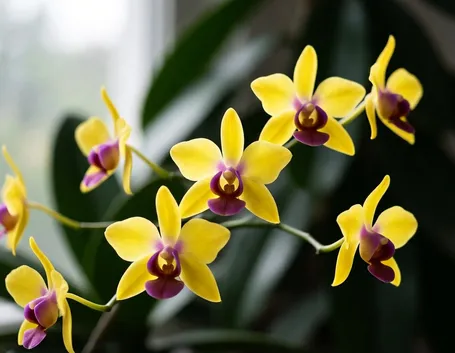 Orchidee Dendrobium gialle