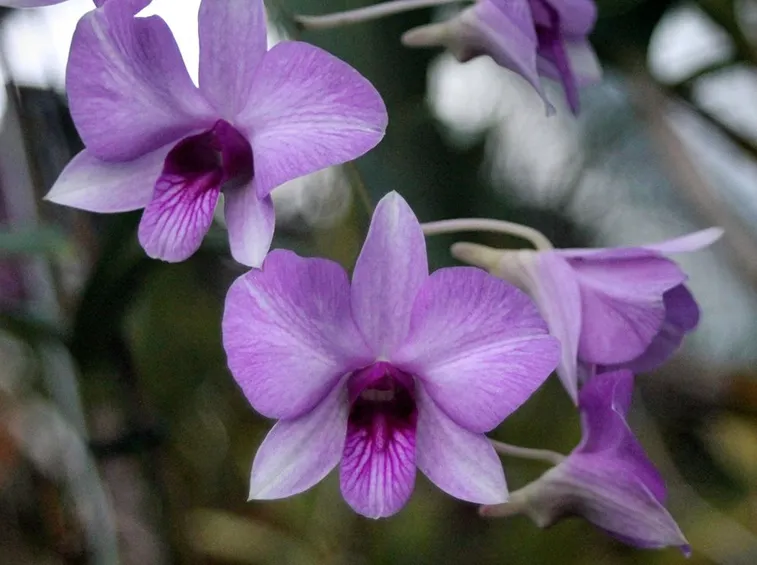 Orchidee Dendrobium viola