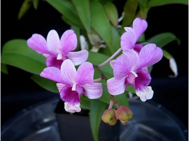 Coltivare le orchidee in casa