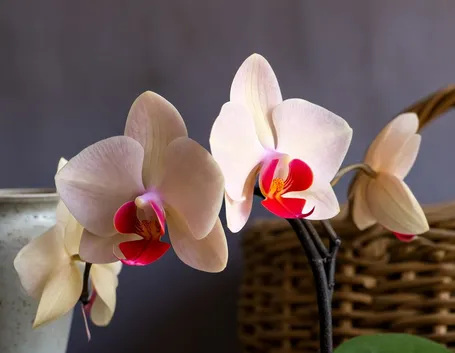 Fioritura rigogliosa a seguito di concime orchidee