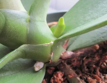 Steli orchidea