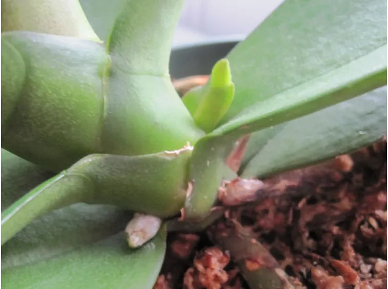 Steli orchidea
