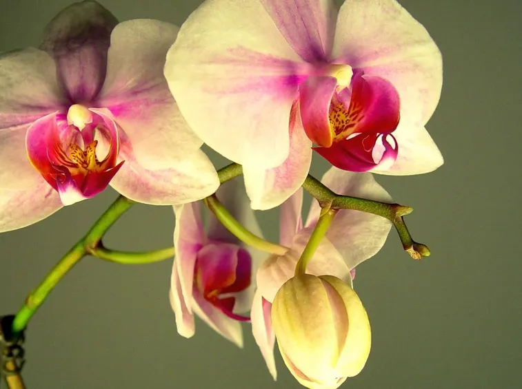 Fiore orchidea