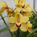 Esemplari di orchidee Cymbidium
