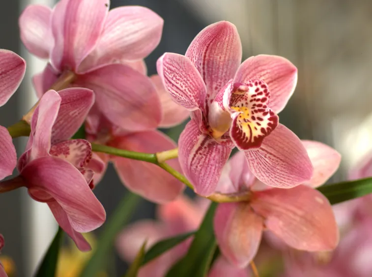 Fiori di orchidea Cymbidium