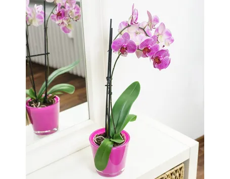 Orchidea in casa