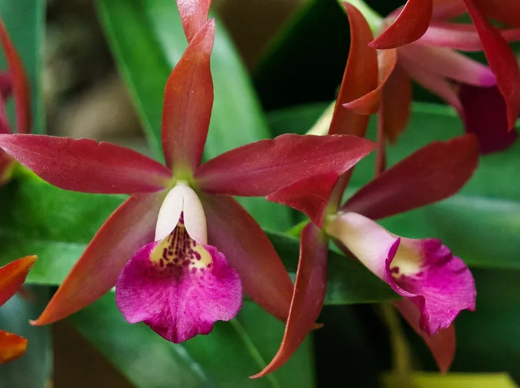 Tipologia di orchidea