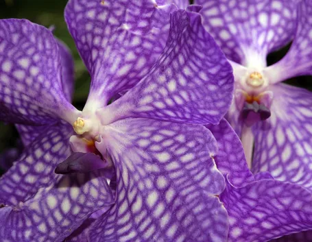 Le Orchidee Vanda