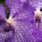 Le Orchidee Vanda