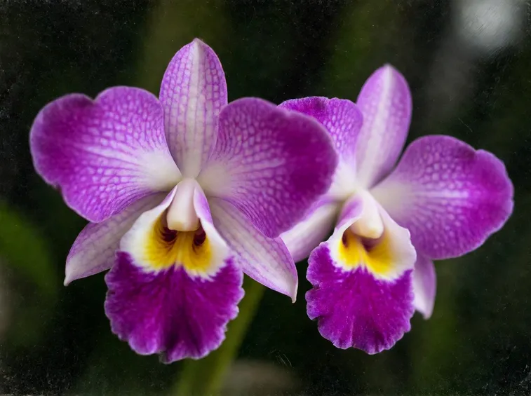 Le Orchidee Vanda