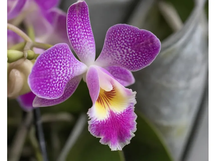 Le Orchidee Vanda in fiore