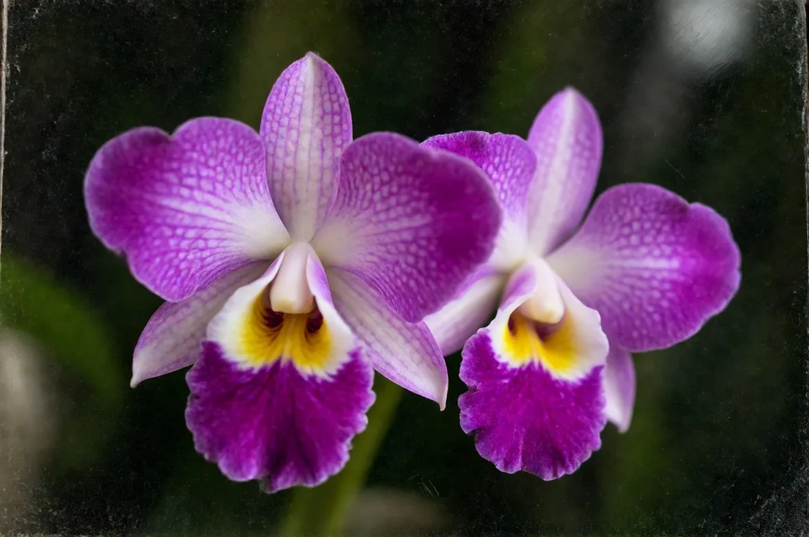 Le Orchidee Vanda