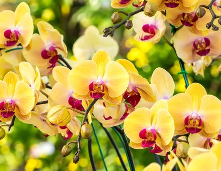 orchidea gialla