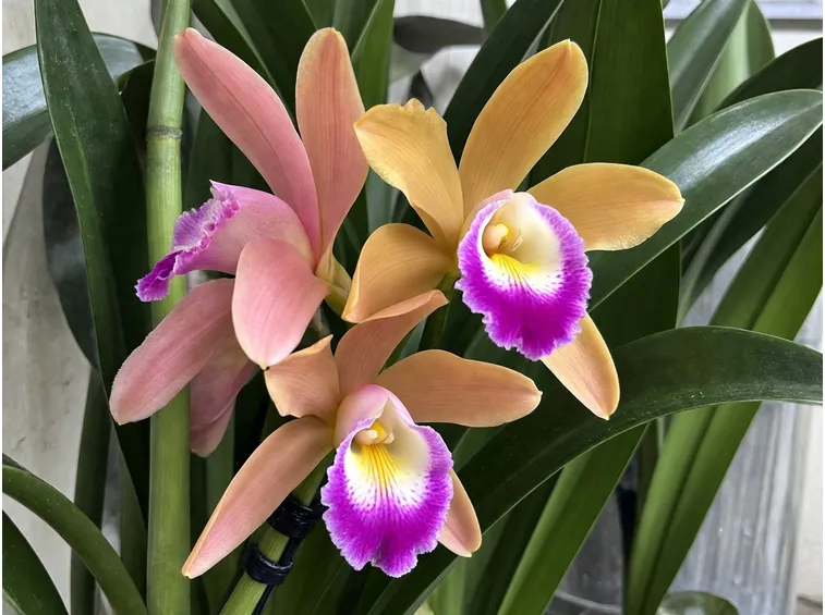 orchidea cymbidium