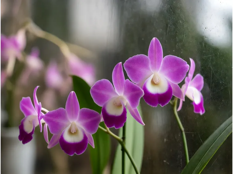 orchidee dendrobium