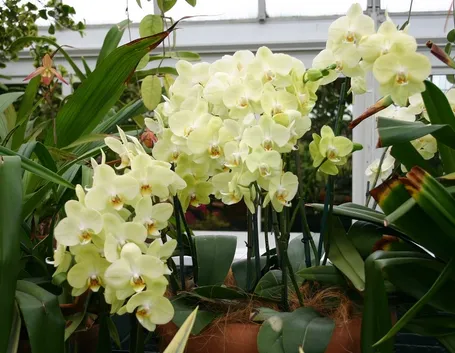 Pianta di orchidea fiorita