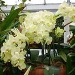 Pianta di orchidea fiorita