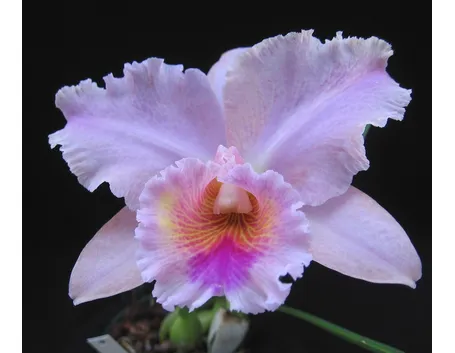 Fiore orchidea cattleya